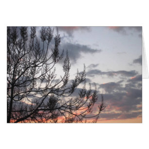 Sunset Branches