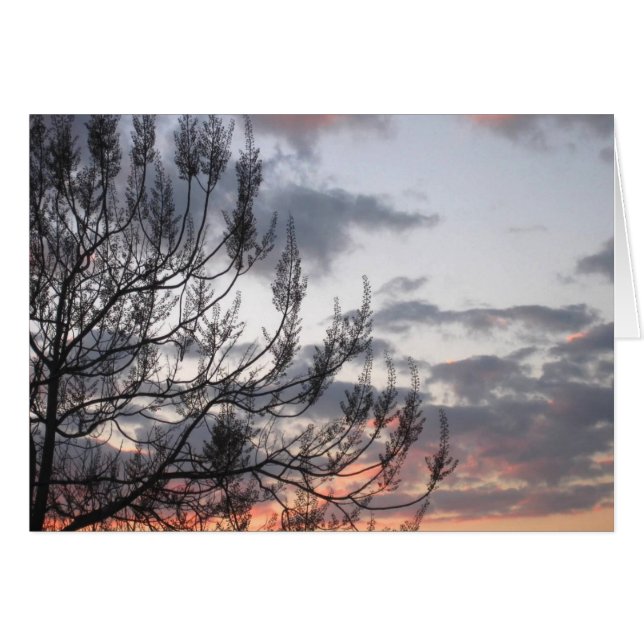 Sunset Branches (Front Horizontal)