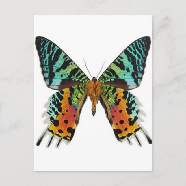Sunset Butterfly Postcard (Front)