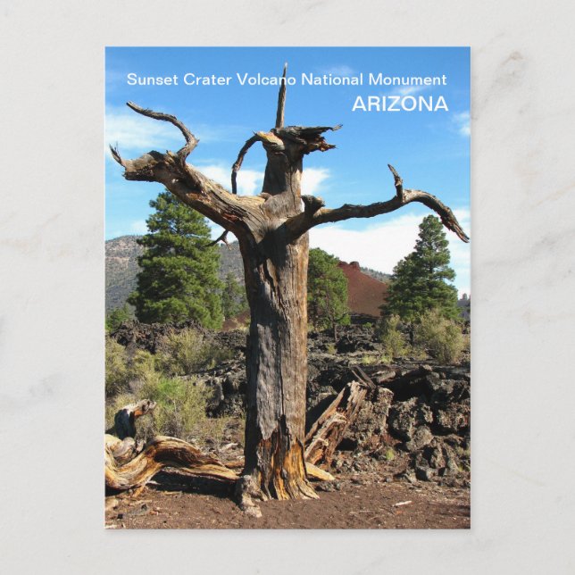 Sunset Crater Volcano Postcard! Postcard (Front)