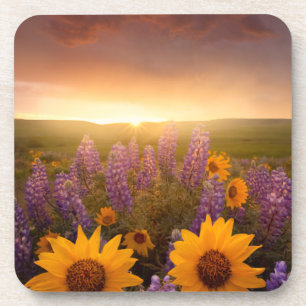 Sunset Daisies Coaster