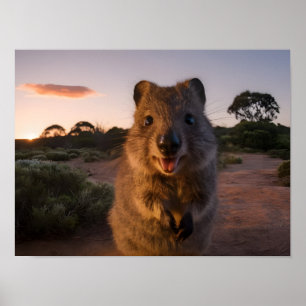 Sunset Delight: Charming Quokka Smiles at Camera Poster