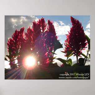 Sunset Flame Flowers* Poster
