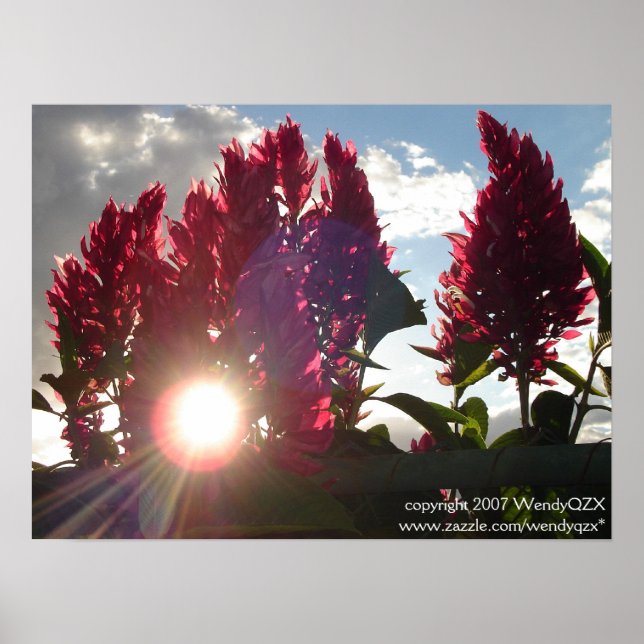 Sunset Flame Flowers* Poster (Front)