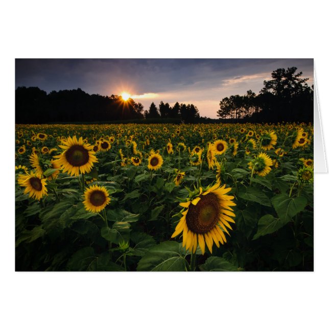 Sunset Flower (Front Horizontal)