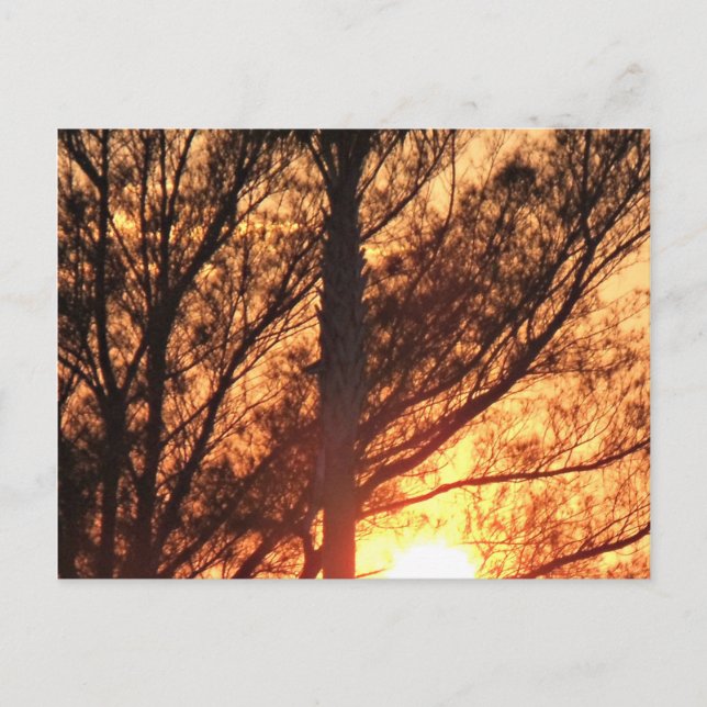 Sunset Glow Through Palm Silhouette Postcard (Front)