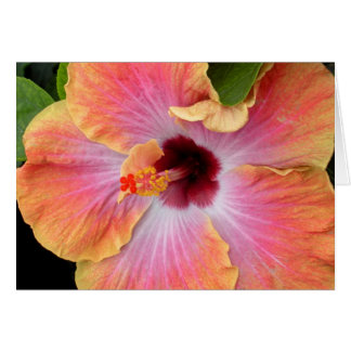 Sunset Hibiscus
