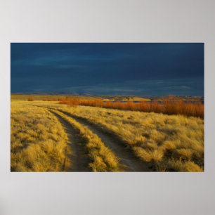 Sunset highlights the red bark of bushes poster