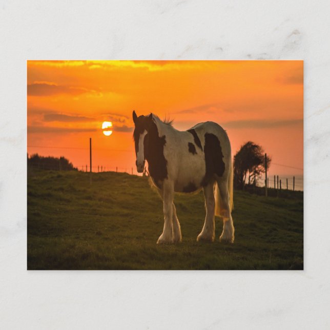 Sunset Horse Postcard (Front)