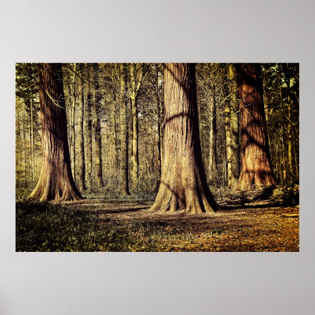 Sunset in forest poster (Front)
