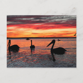 Sunset in Monkey Mia Postcard