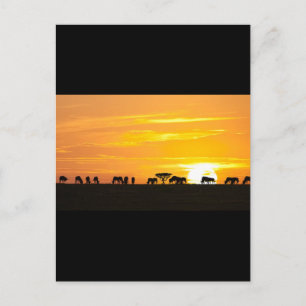 Sunset in Serengeti Postcard