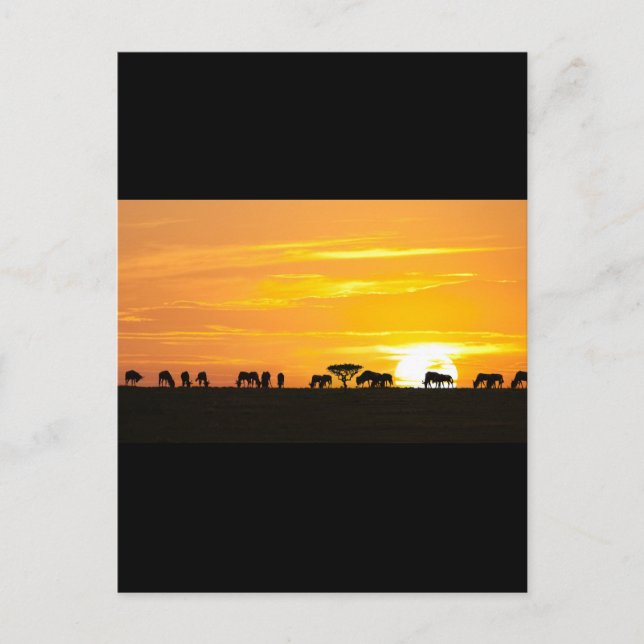 Sunset in Serengeti Postcard (Front)