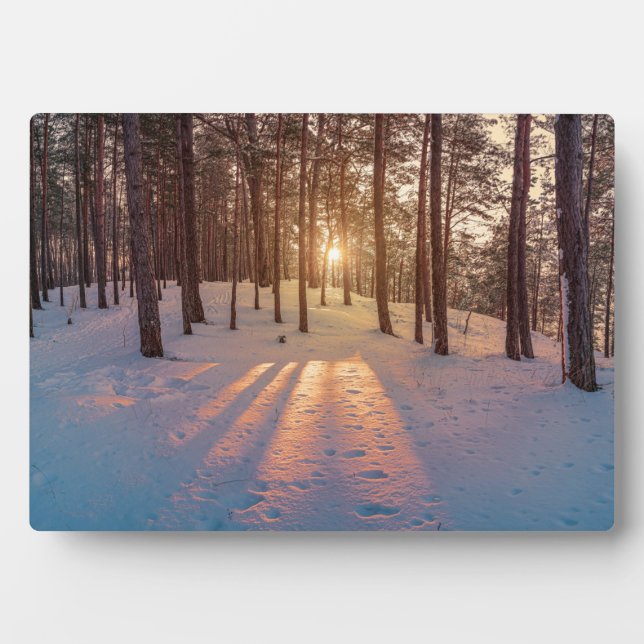 Sunset in snowy winter pine forest plaque (Front)
