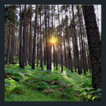 Sunset in the forest poster<br><div class="desc">Sunset in a pine forest</div>