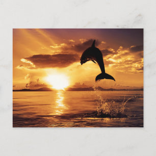 Sunset jump postcard