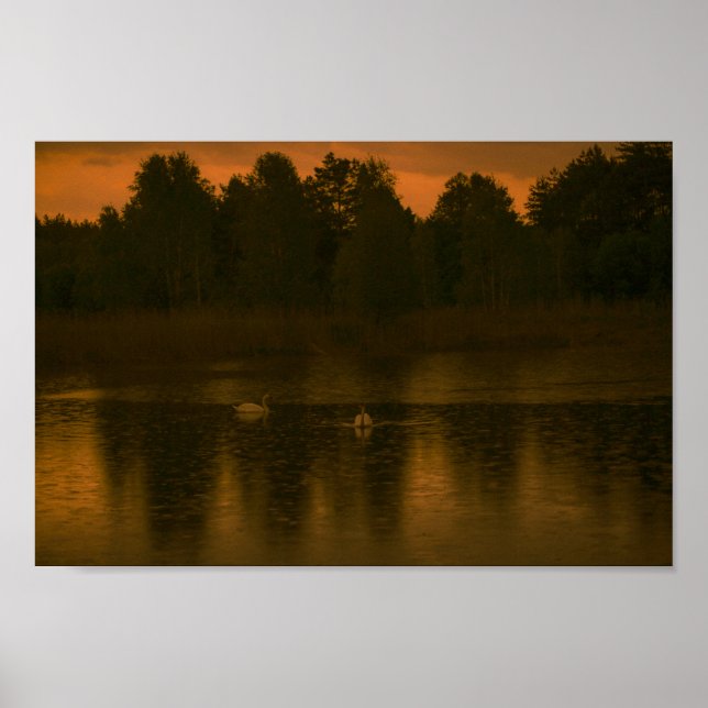 Sunset Lake Rain Swans Nature Landscape Poster (Front)