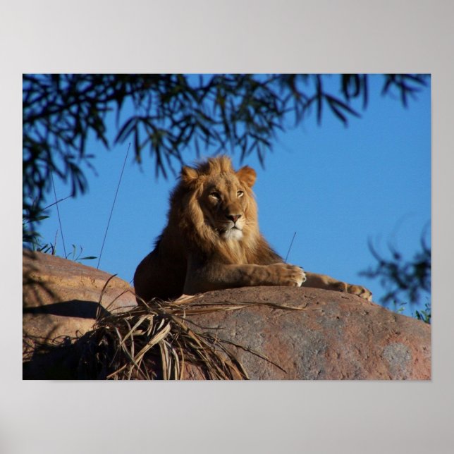 Sunset Lion Poster (Front)