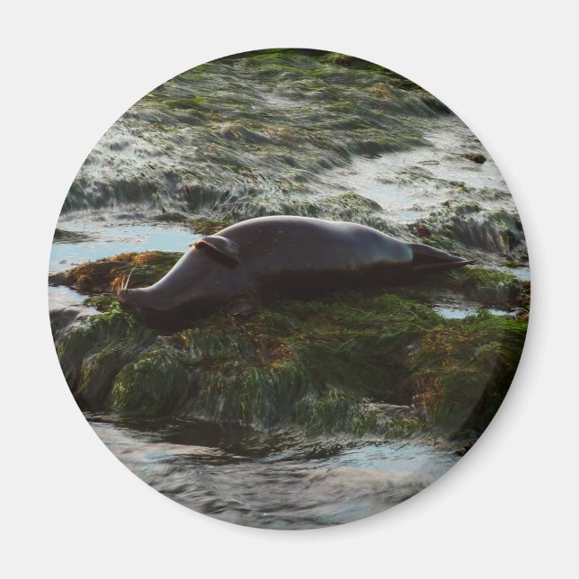 Sunset Lit Harbor Seal II at San Diego Magnet (Front)