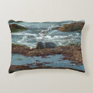 Sunset Lit Harbour Seal I at San Diego Decorative Cushion