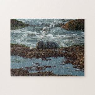 Sunset Lit Harbour Seal I at San Diego Jigsaw Puzzle