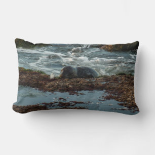 Sunset Lit Harbour Seal I at San Diego Lumbar Cushion