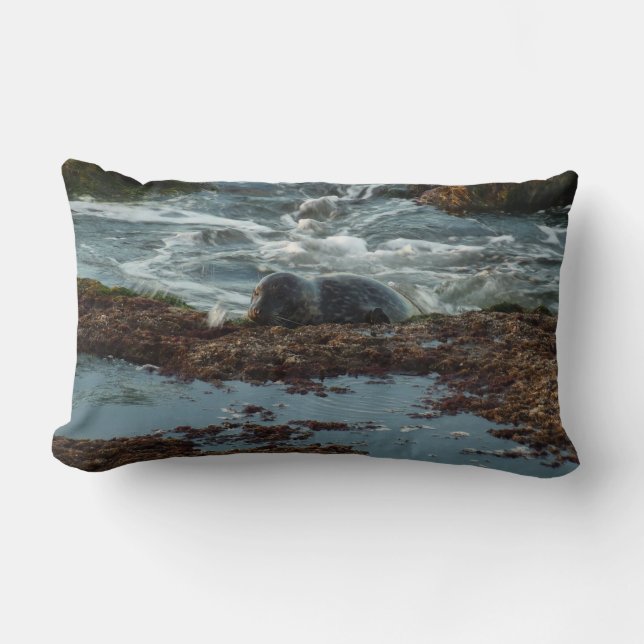 Sunset Lit Harbour Seal I at San Diego Lumbar Cushion (Front)