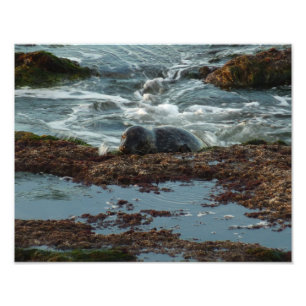 Sunset Lit Harbour Seal I at San Diego Photo Print