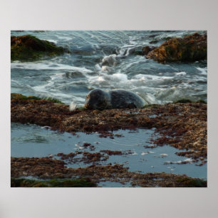 Sunset Lit Harbour Seal I at San Diego Poster