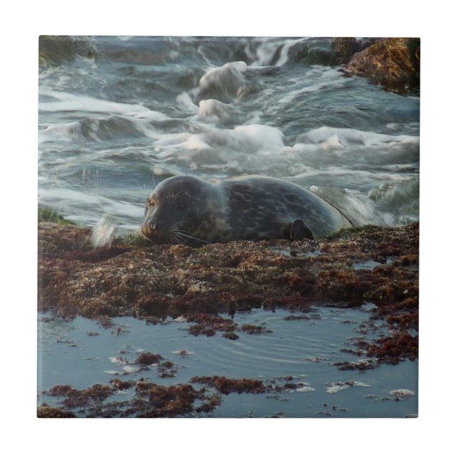 Sunset Lit Harbour Seal I at San Diego Tile (Front)