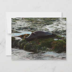 Sunset Lit Harbour Seal II at San Diego