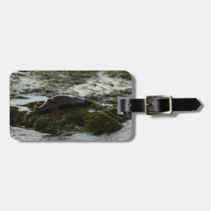 Sunset Lit Harbour Seal II at San Diego Luggage Tag