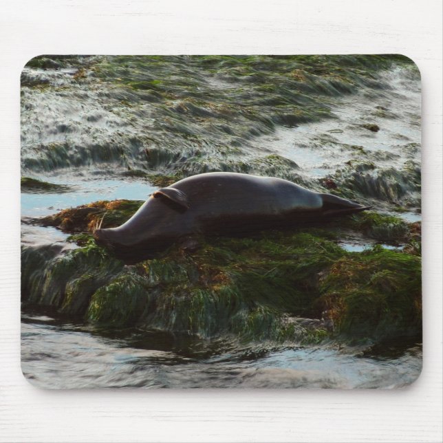 Sunset Lit Harbour Seal II at San Diego Mouse Pad (Front)