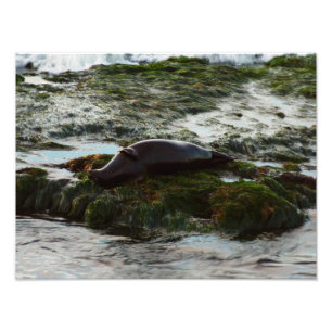 Sunset Lit Harbour Seal II at San Diego Photo Print