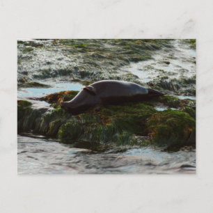 Sunset Lit Harbour Seal II at San Diego Postcard