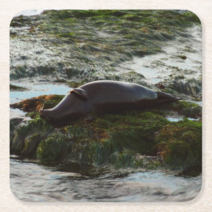 Sunset Lit Harbour Seal II at San Diego Square Paper Coaster