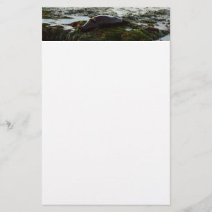 Sunset Lit Harbour Seal II at San Diego Stationery