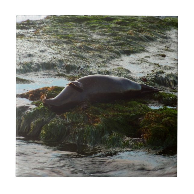 Sunset Lit Harbour Seal II at San Diego Tile (Front)