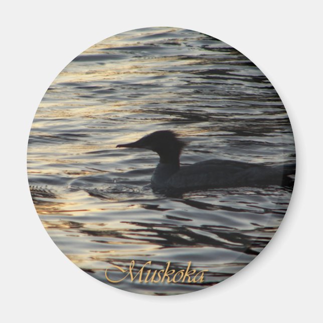 Sunset Mergansers Magnet (Front)