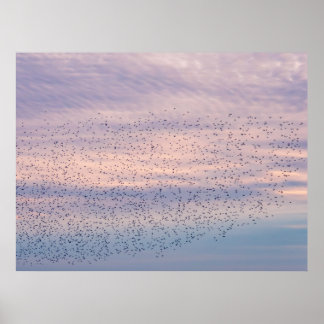 Sunset Murmuration Poster