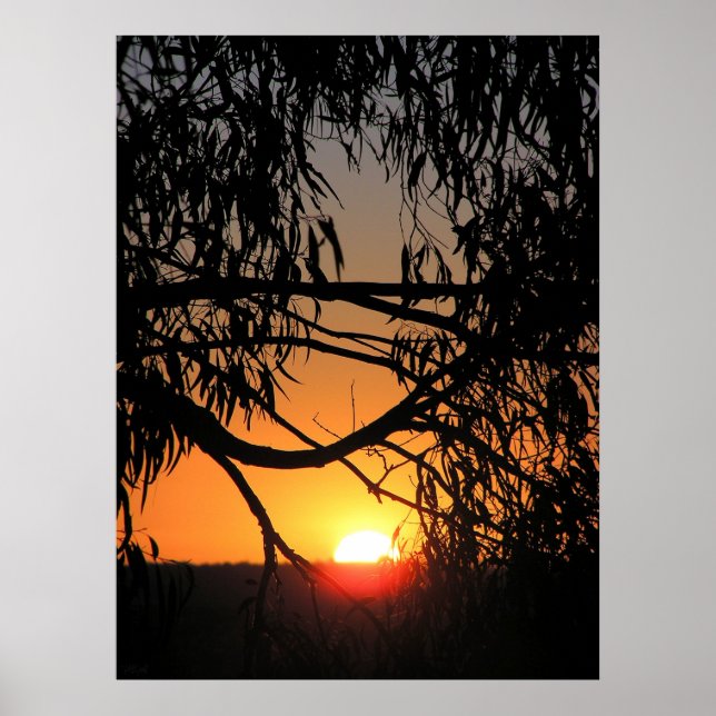 SUNSET NEST Poster (Front)