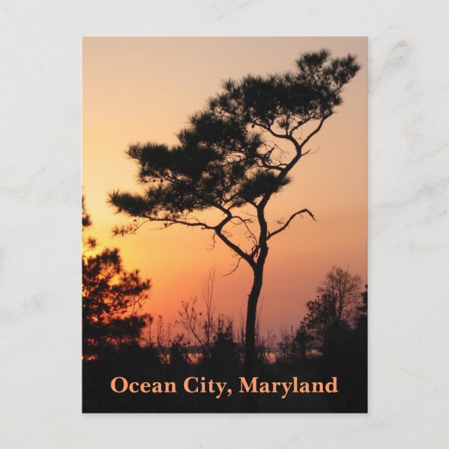Sunset Ocean City Postcard (Front)