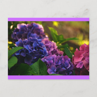 Sunset on Hydrangeas Postcard