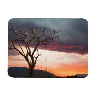 Sunset On Kandheri Swamp With African Spoonbills Magnet