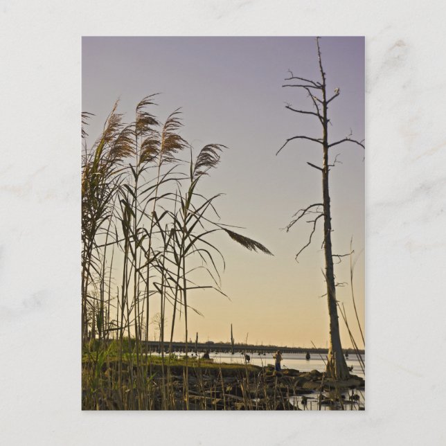 Sunset on Louisiana Swamp Postcard (Front)