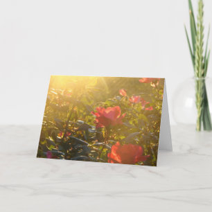 Sunset on Rose Bush All Occasions  Card