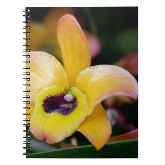 Sunset Orchid Notebook (Front)
