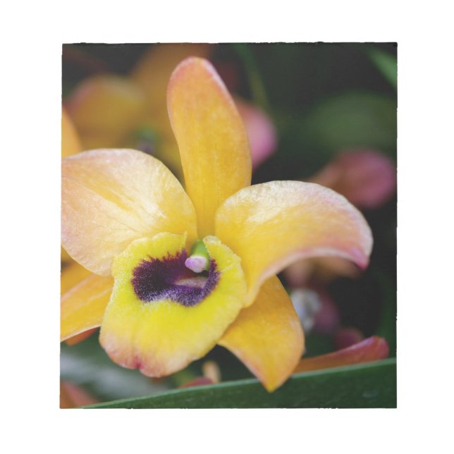 Sunset Orchid Notepad (Front)