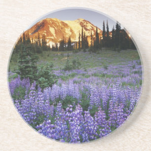 Sunset over Mt. Adams and a sub-alpine meadow Coaster