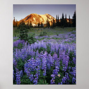 Sunset over Mt. Adams and a sub-alpine meadow Poster